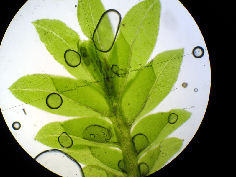 Fissidens bryoides